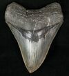 Serrated Fossil Megalodon Tooth #13372-1